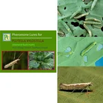 50 Pcs Insect Lures For Diamond Back Moth (Plutella Xylostella)